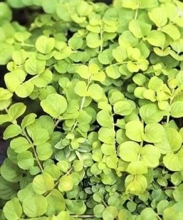 Golden Creeping Jenny <br/> <i>Lysimachia nummularia</i>