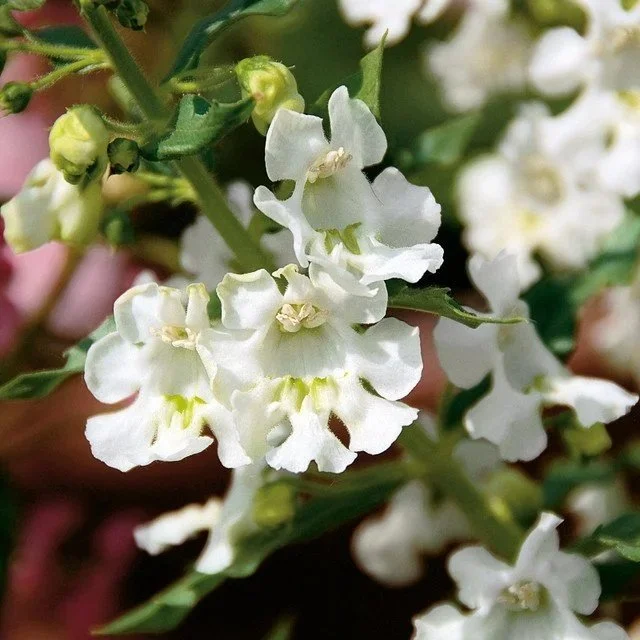 Summer Snapdragon Angelface White <br/> <i>Angelonia angustifolia</i>