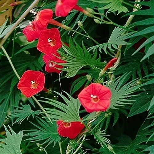 Vine Cardinal Climber <br/> <i>Ipomoea quamoclit</i>