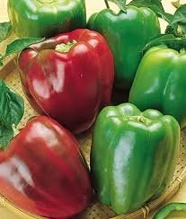Pepper, California Wonder <br/> <i>Capsicum annuum</i>