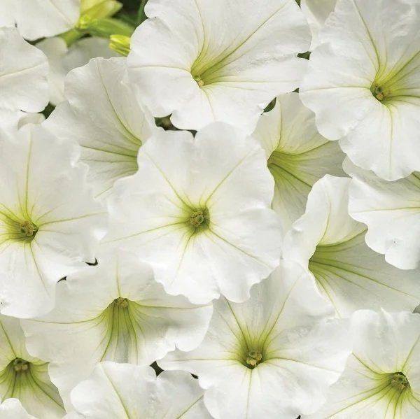 Supertunia Vista Snowdrift <br/> <i>Petunia hybrid</i>