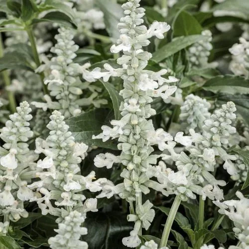 Salvia Unplugged White <br/> <i>Salvia farinacea hybrid</i>