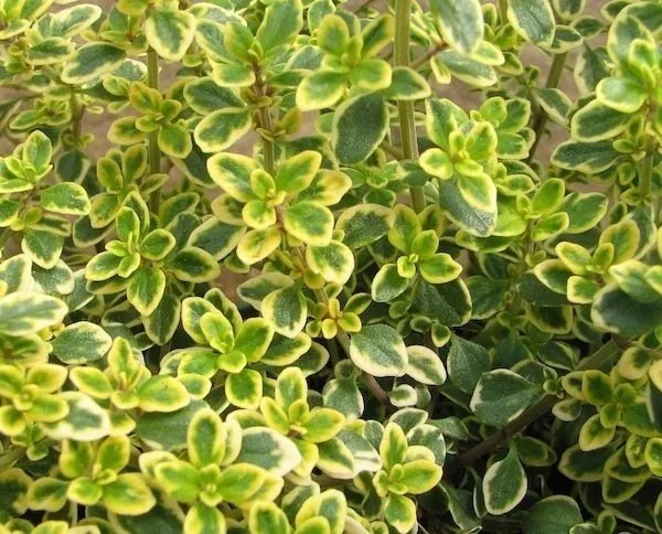Thyme, Lemon <br/> <i>Thymus citriodorus</i>