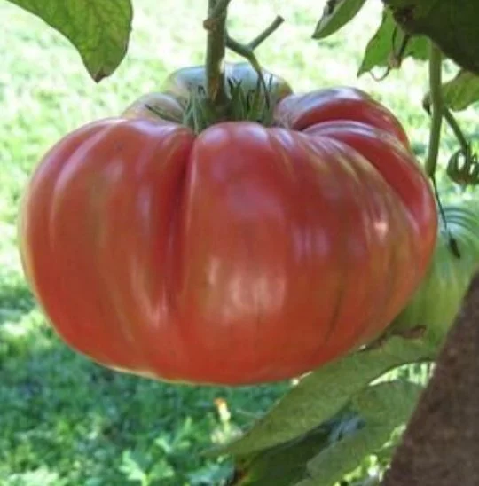 Tomato, Brandywine Red <br/> <i>Solanum lycopersicum</i>