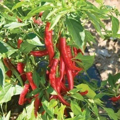 Pepper, Cayenne <br/> <i>Capsicum annuum</i>