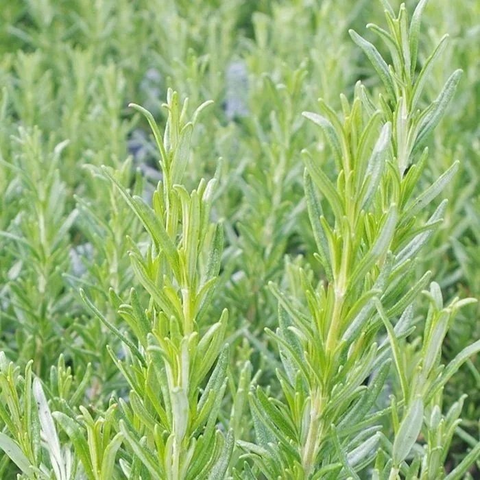 Rosemary, Speedy ORGANIC <br/> <i>Rosmarinus officinalis ‘Speedy‘</i>