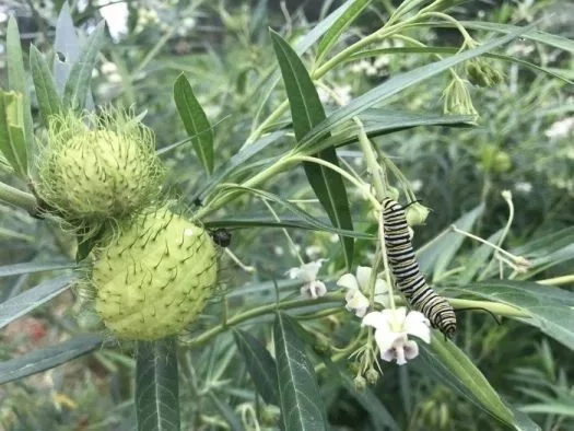 Bishop‘s Balls, Balloon Milkweed or Hairy Balls <br/> <i>Gomphocarpus physocarpus</i>