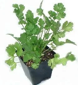 Cilantro <br/> <i>Coriandrum sativum</i>