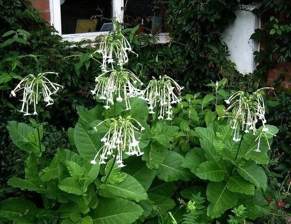 Woodland tobacco, sylvestris <br/> <i>Nicotiana sylvestris</i>