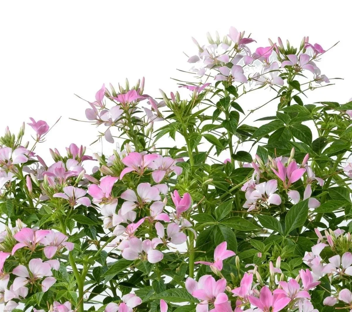 Cleome Clio Pink Lady <br/> <i>Cleome hassleriana</i>