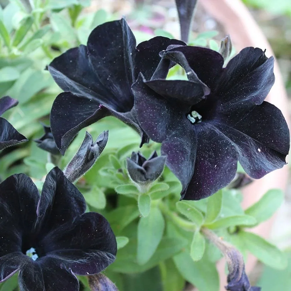 Petunia Black Ray <br/> <i>Petunia grandiflora</i>