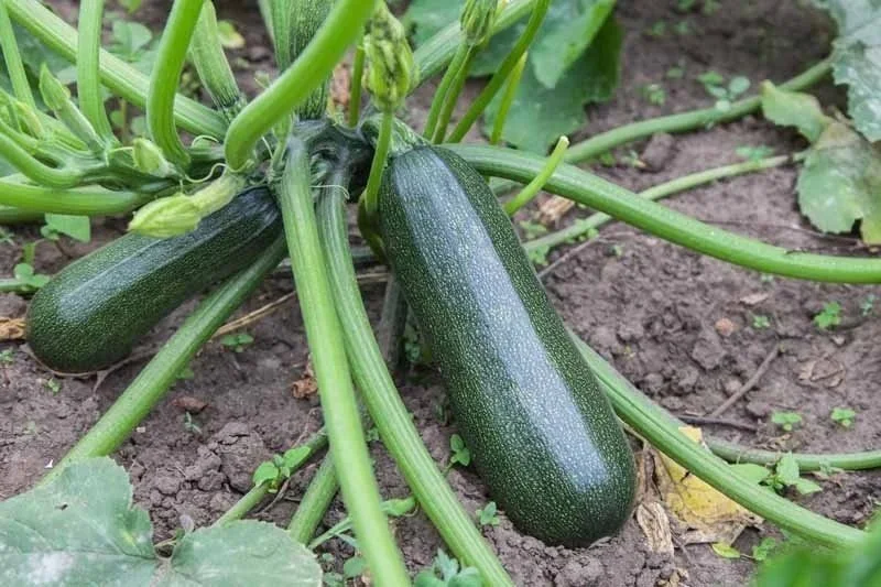 Zucchini, green ‘Spineless perfection‘ <br/> <i>Cucurbita pepo</i>