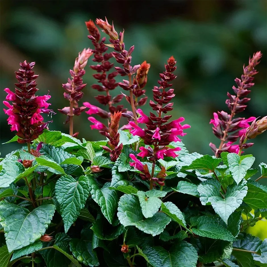 Salvia Lake Flamingo <br/> <i>Salvia jamensis 'Lake Flamingo'</i>
