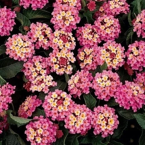 Lantana Landmark Rose Glow <br/> <i>Lantana camara</i>