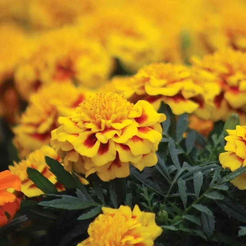 Marigold Super Hero Yellow Bee <br/> <i>Tagetes patula</i>