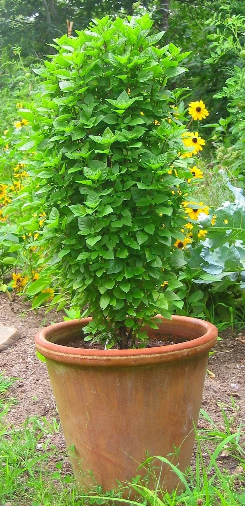 Basil, Everleaf Genovese <br/> <i>Ocimum basilicum</i>