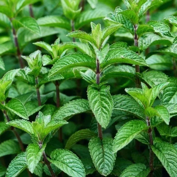 Mint, Mojito ORGANIC <br/> <i>Mentha x villosa</i>