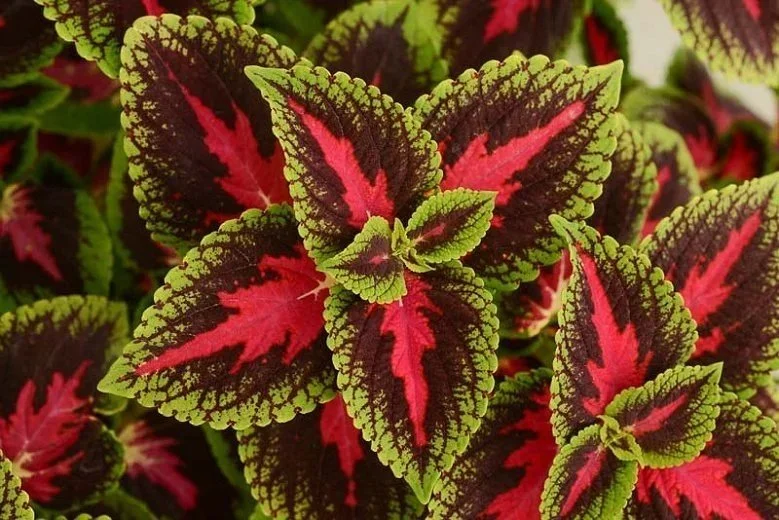 Coleus French Quarter <br/> <i>Coleus scutellarioides</i>