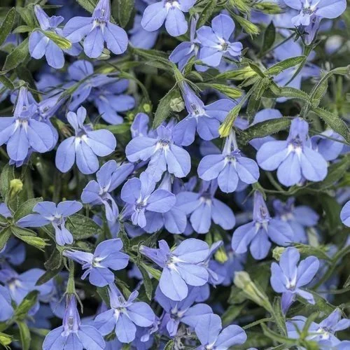 Lobelia Laguna Sky Blue <br/> <i>Lobelia erinus</i>