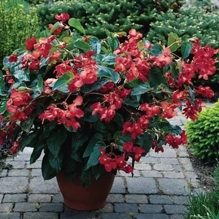 Begonia Dragon Wing Red <br/> <i>Begonia x hybrida ‘Dragon Wings‘</i>