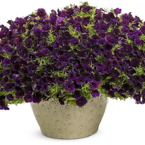 Supertunia Mini Vista Midnight <br/> <i>Petunia hybrid</i>