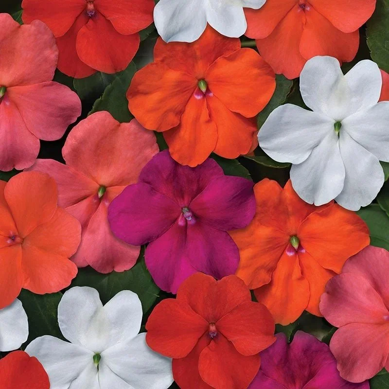 Impatiens Beacon Mixed <br/> <i>Impatiens walleriana</i>