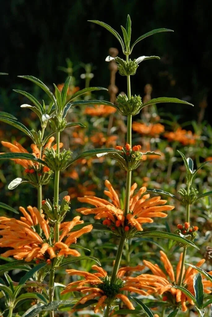 Lion‘s Tail / Wild Dagga ‘Baby Peace‘ <br/> <i>Leonotis leonurus ‘Baby Peace‘</i>