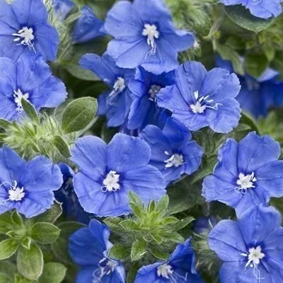 Evolvulus Beach Bum Blue <br/> <i>Evolvulus glomeratus</i>