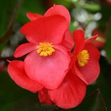 Begonia BIG Green Leaf Red <br/> <i>Begonia x benariensis</i>