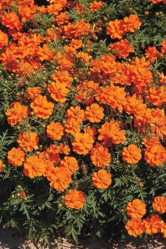 Cosmos Cosmic Orange <br/> <i>Cosmos sulphureus</i>