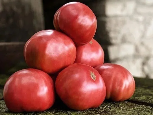 Tomato, Mortgage Lifter Heirloom <br/> <i>Solanum lycopersicum</i>