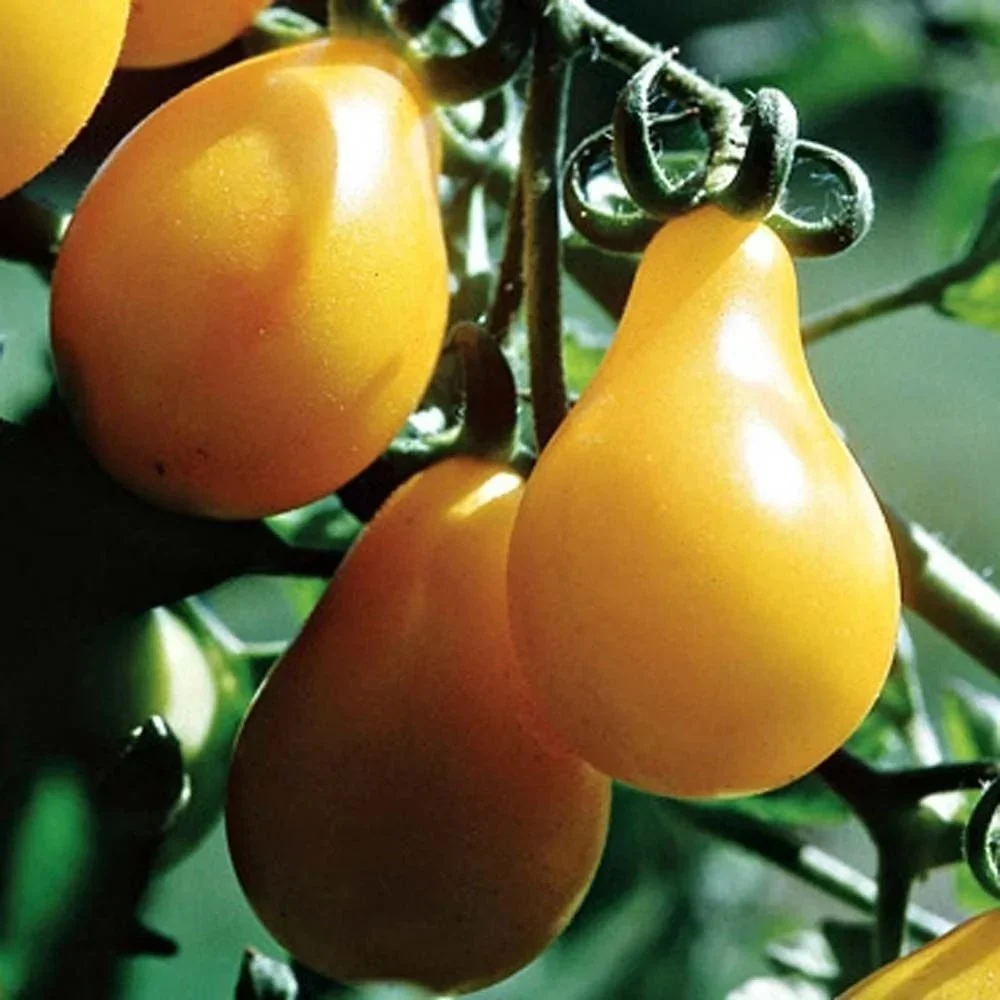 Tomato, Yellow Pear ORGANIC <br/> <i>Solanum lycopersicum</i>