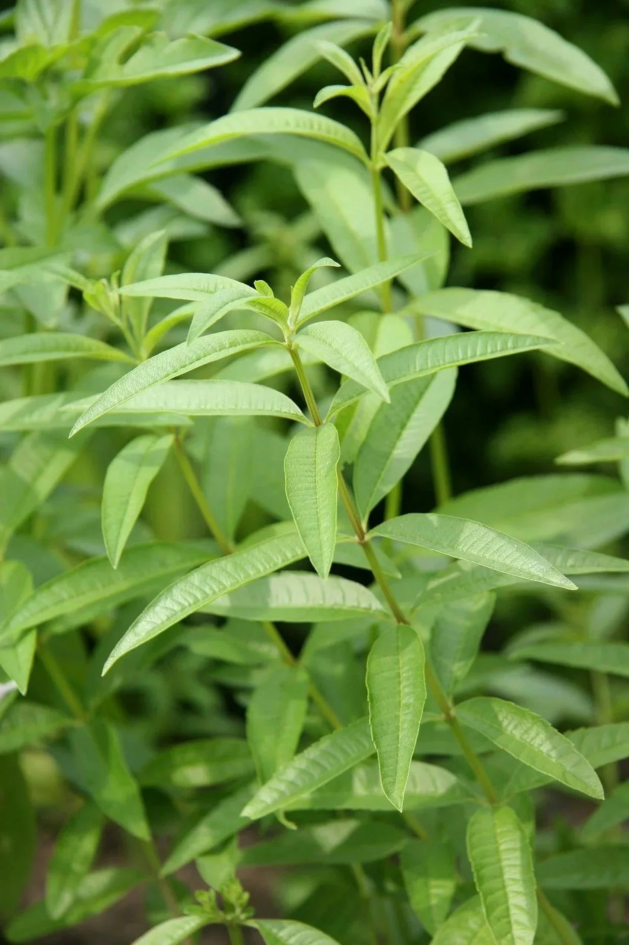 Lemon Verbena ORGANIC <br/> <i>Lippia citriodora</i>