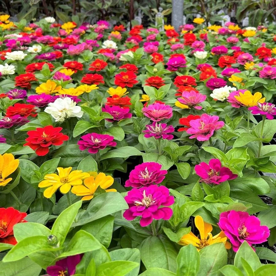 Zinnia Zesty Mix <br/> <i>Zinnia elegans</i>