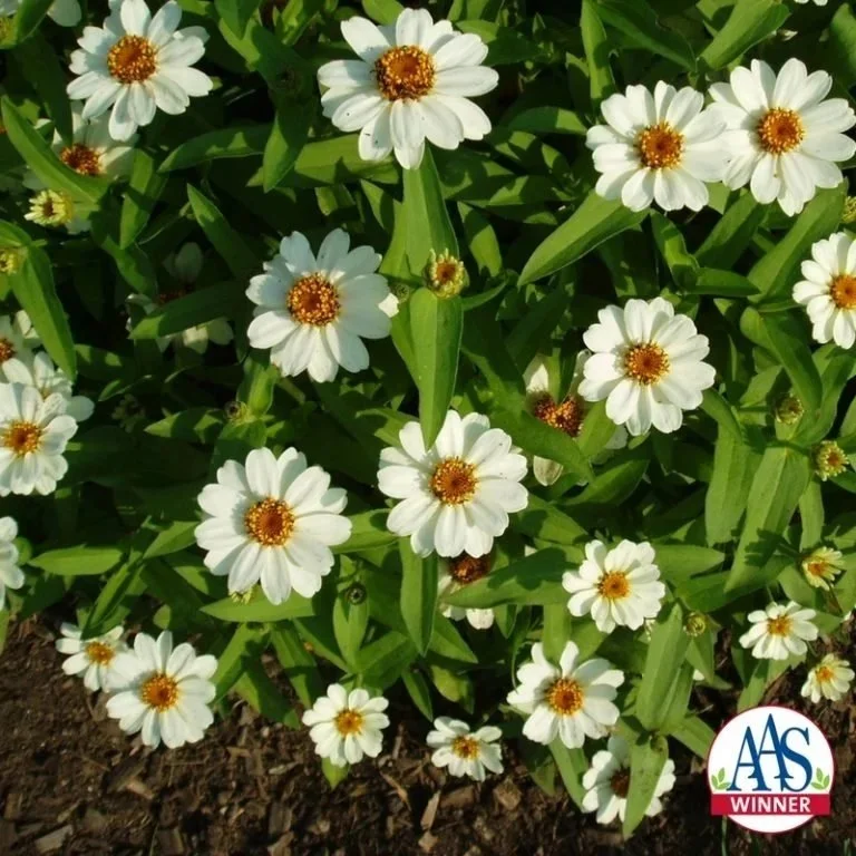 Zinnia Profusion White <br/> <i>Zinnia angustifolia</i>
