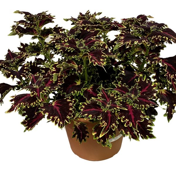 Coleus ‘Queen' <br/> <i>Coleus scutellarioides</i>