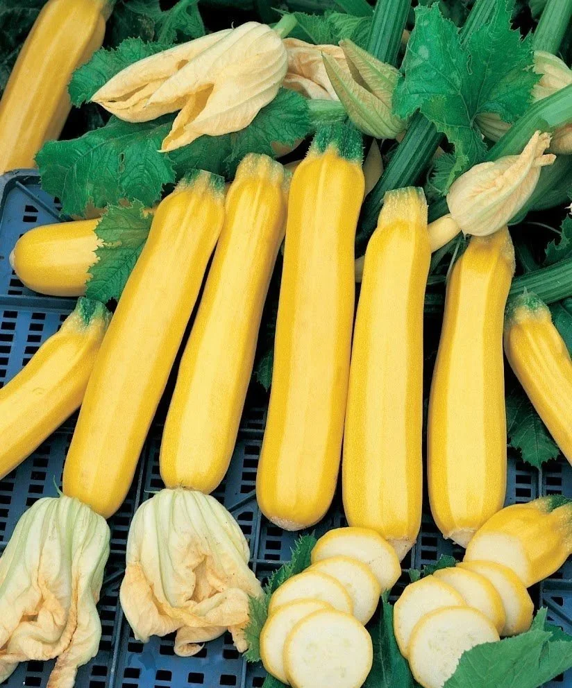 Zucchini, Golden Zebra <br/> <i>Cucurbita pepo</i>