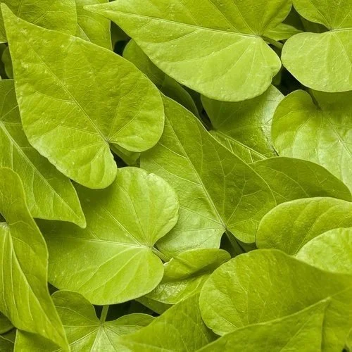 Sweet Potato Vine Sweetheart Lime <br/> <i>Ipomoea batatas</i>