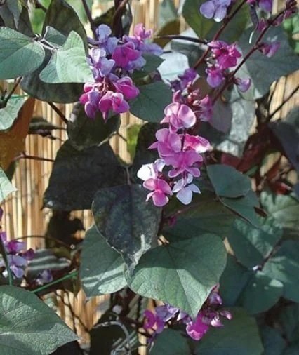 Purple Hyacinth Bean <br/> <i>Dolichos LabLab</i>