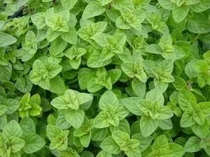 Oregano, Greek <br/> <i>Origanum heracleoticum</i>