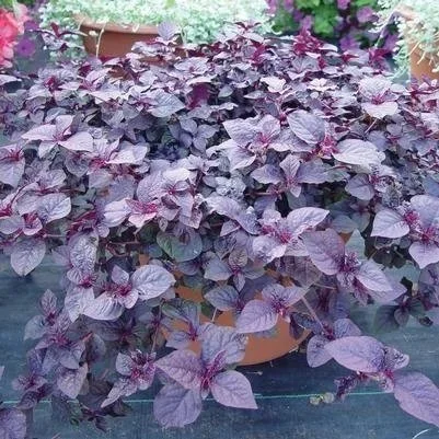 Basil, Red Rubin <br/> <i>Ocimum basilicum purpurascens</i>