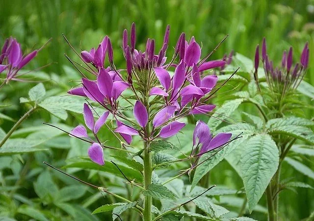 Cleome Clio Magenta <br/> <i>Cleome hassleriana</i>
