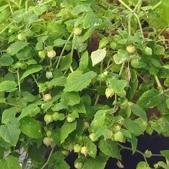 Groundcherry ORGANIC <br/> <i>Physalis pruinosa</i>