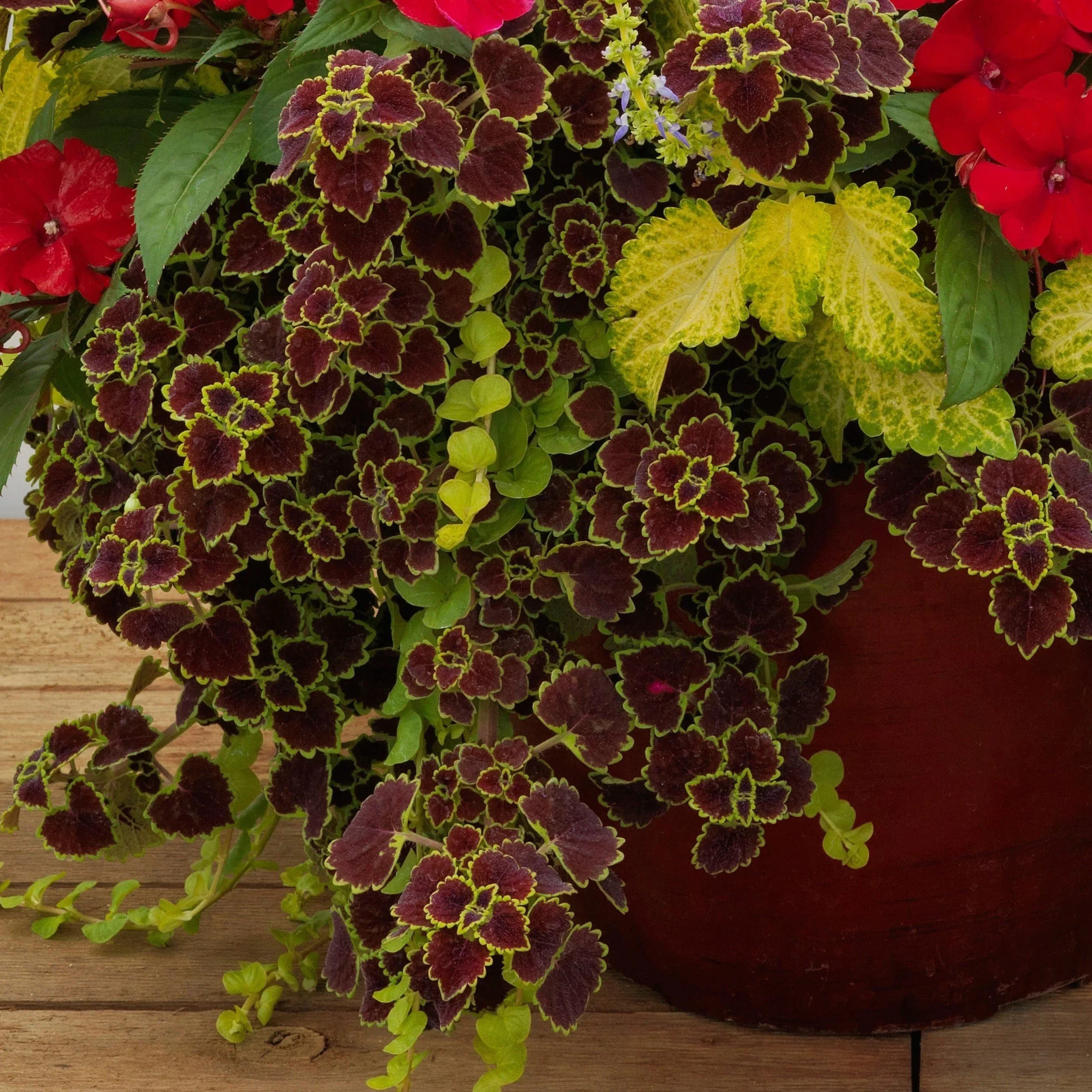 Coleus Burgundy Wedding Train <br/> <i>Coleus scutellarioides</i>