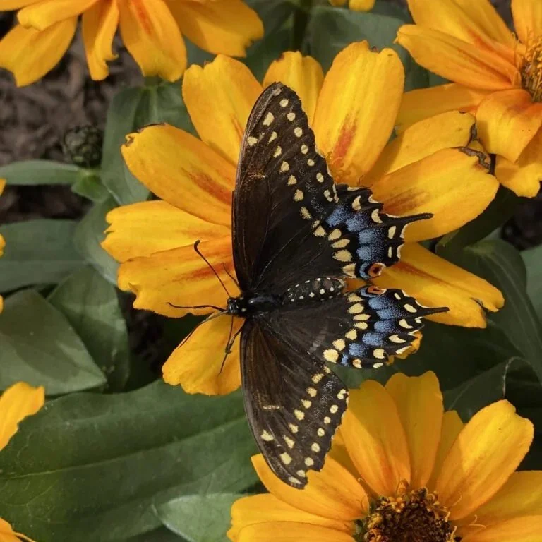 Zinnia Zahara mix <br/> <i>Zinnia marylandica ‘Pas553645‘</i>