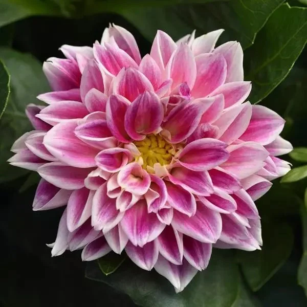Dahlia pinnata Dahlietta Louise <br/> <i>Dahlia hybrid</i>