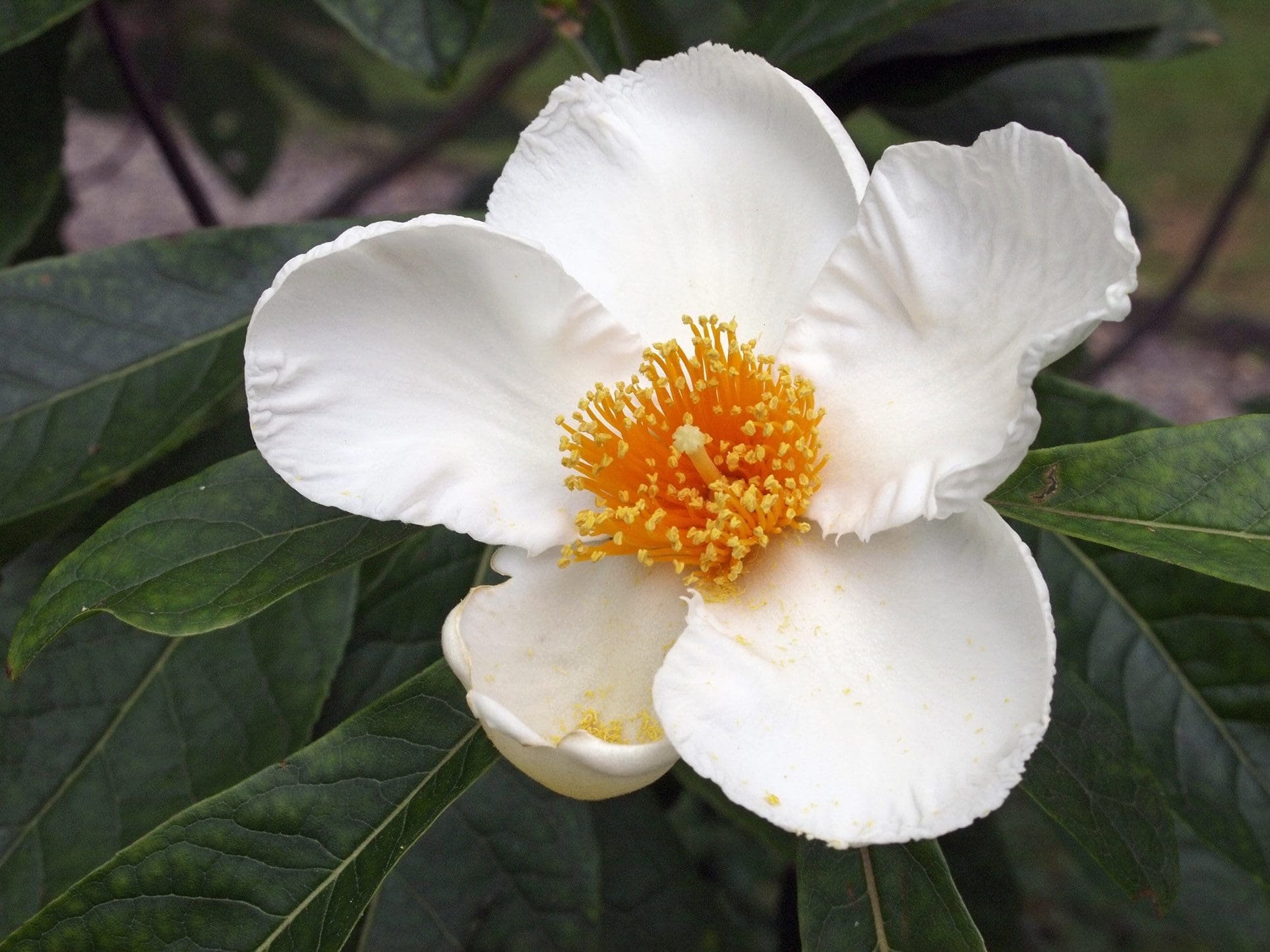 Franklin Tree <br/> <i>Franklinia alatamaha</i>