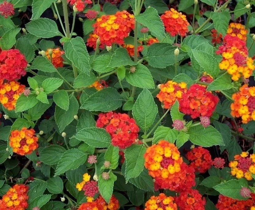 Lantana Landmark Red <br/> <i>Lantana camara</i>
