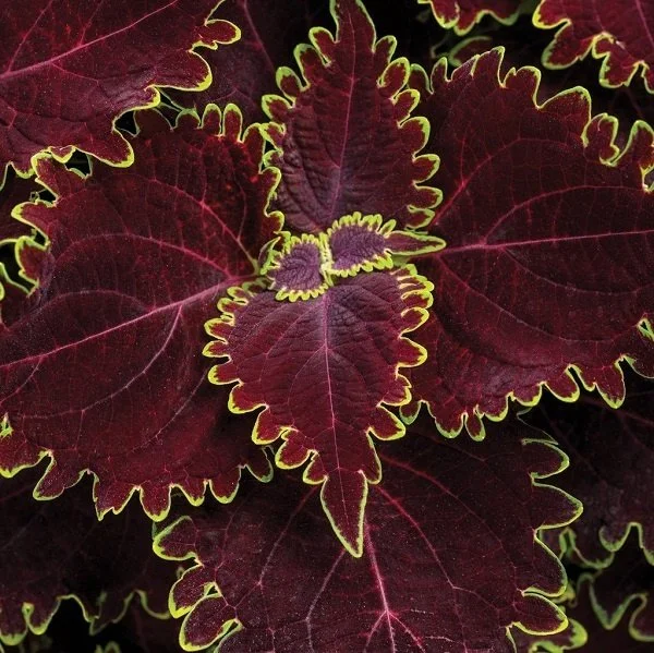 Coleus 'Wicked Witch' <br/> <i>Coleus scutellarioides 'Colorblaze Wicked Witch'</i>