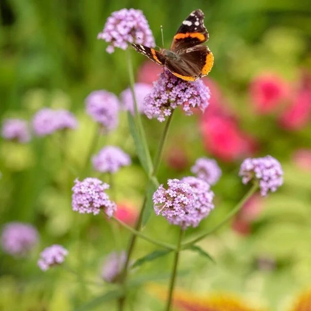 Verbena Meteor Shower <br/> <i>Verbena bonariensis</i>